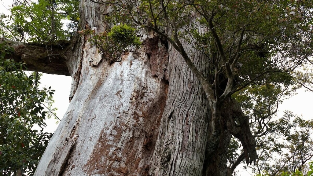 白谷雲水峡②【弥生杉コース】渓谷・弥生杉・苔むす森のルート