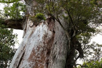 弥生杉（白谷雲水峡）