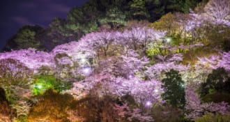 長野公園の夜桜（河内長野）