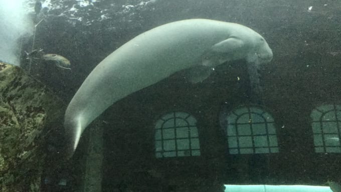 シドニー水族館