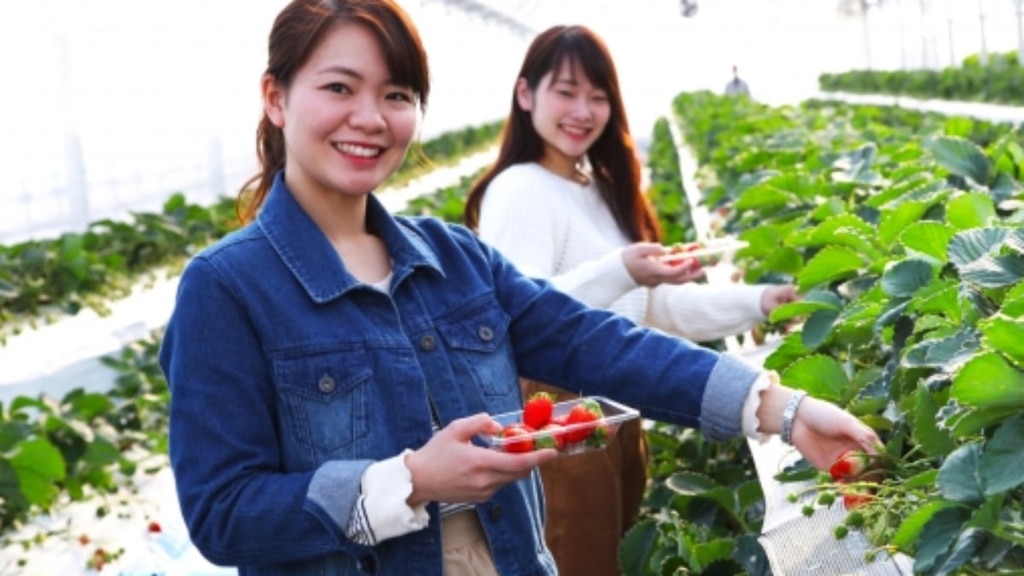 徳島県アオアヲナルトリゾートの「イチゴ狩り＆食べ放題」が1月5日よりスタート！