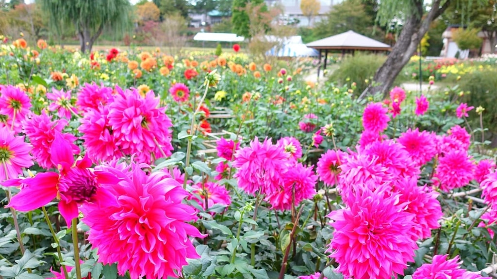 季節の花が咲き誇る山形・川西町の観光スポット6選