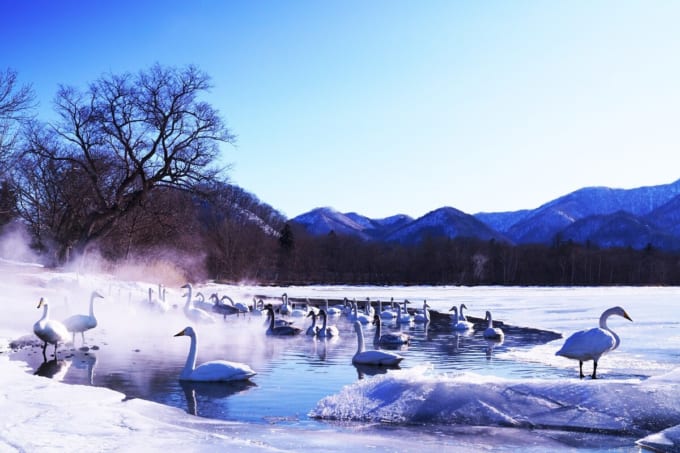 屈斜路湖の白鳥