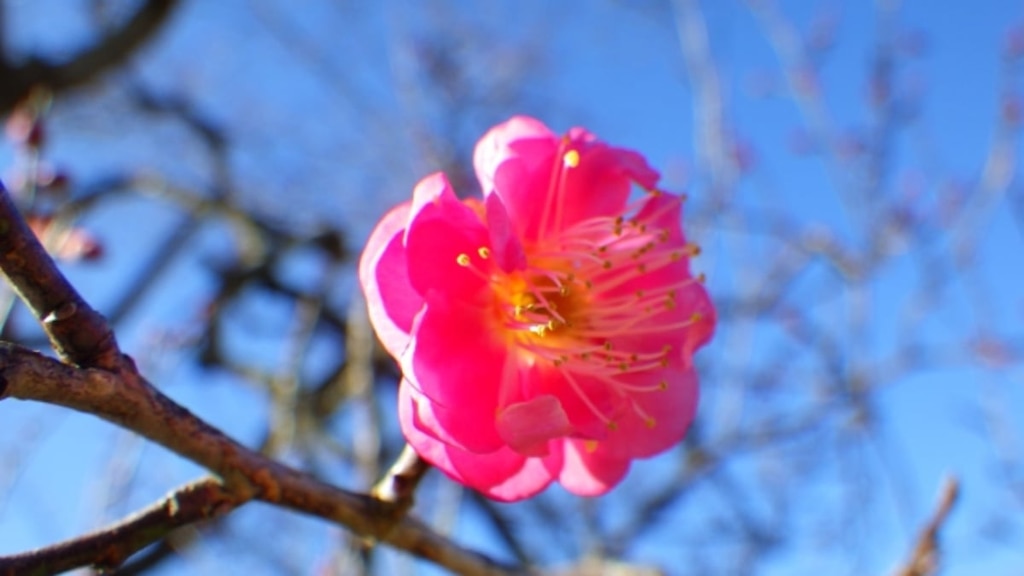 国営武蔵丘陵森林公園でツバキと梅の花が開花！一足早い春の訪れを味わう