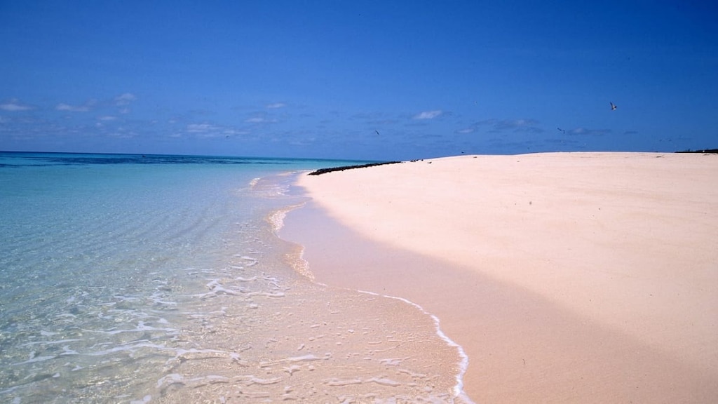 【ミコマス・ケイ】グレートバリアリーフの白砂ビーチ＆野鳥観察を満喫！