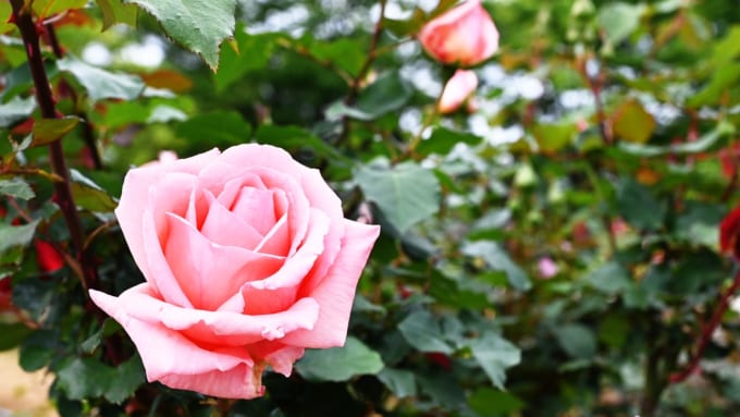 【横浜市】野毛山公園 バラ園