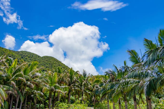 ヤエヤマヤシ群落