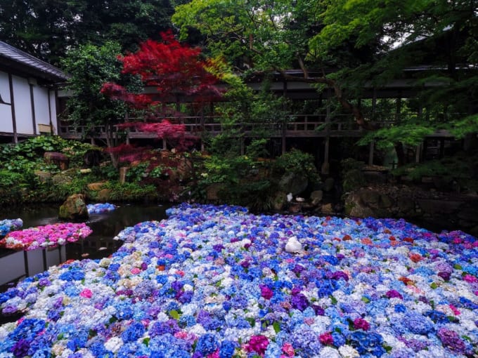 雨引観音　紫陽花の水中花