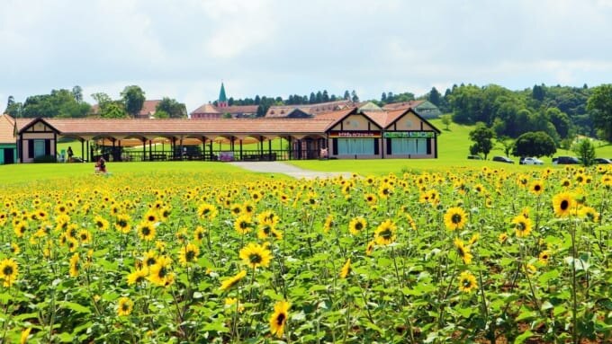 東京ドイツ村のひまわり