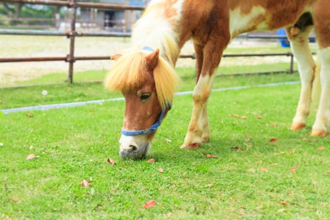 愛知牧場のポニー