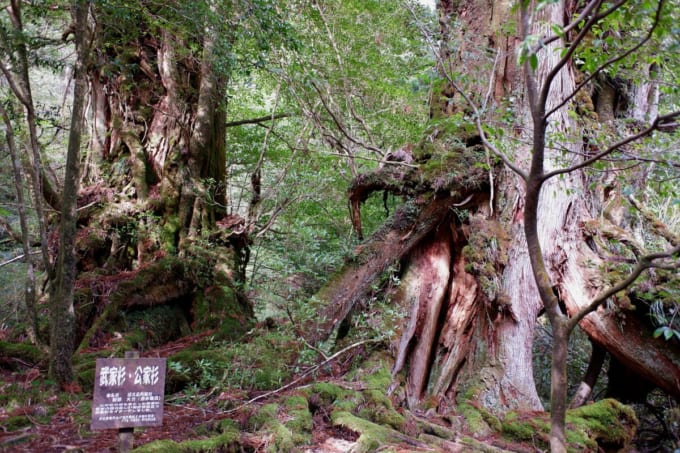 白谷雲水峡 武家杉・公家杉（屋久島）
