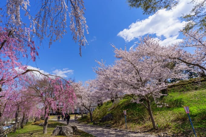 飯山城址公園の桜
