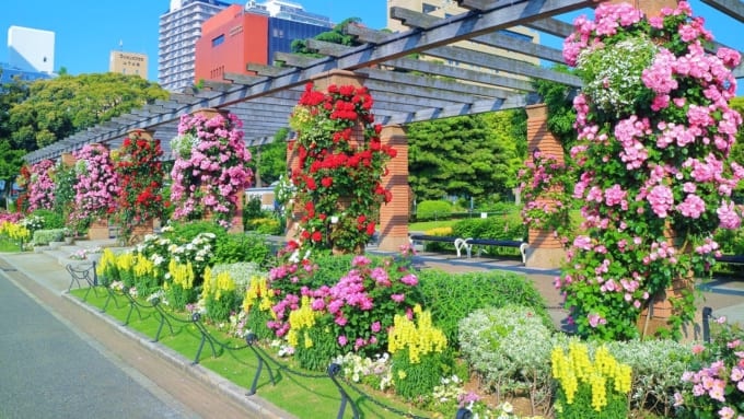 【横浜市】山下公園のバラ