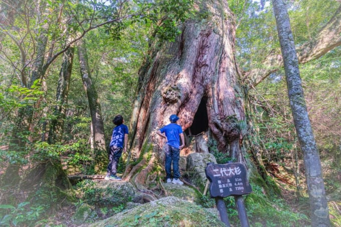 白谷雲水峡 二代大杉（屋久島）