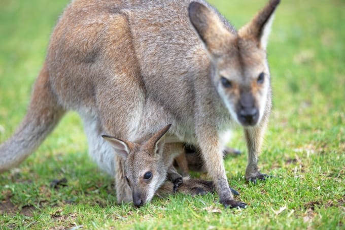 ワイルドライフ・シドニー動物園