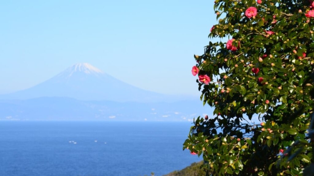 世界が認めた椿園！伊豆大島の３大椿園をめぐる「椿づくしツアー」