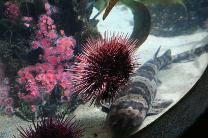 「アクアリウム・オブ・ザ・ベイ」サンフランシスコ フィッシャーマンズ・ワーフの水族館