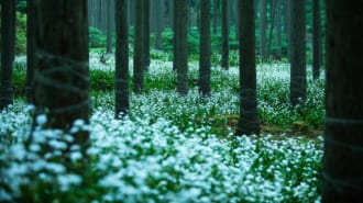 綾部市 シャガ群生地