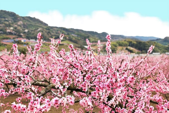 桃源郷（紀の川市桃山町）