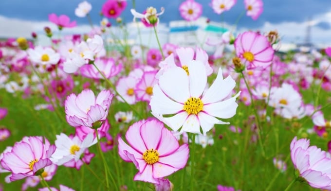 高槻市 三島江 コスモスロード