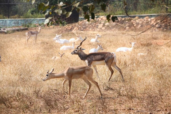 ビルサ動物園（ラーンチー動物園）