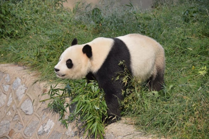 天津動物園 （Tianjin Zoo）のパンダ