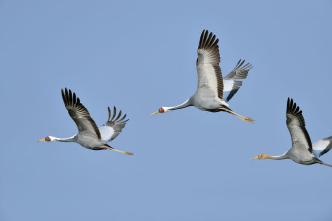 出水市　飛翔する鶴（鹿児島）