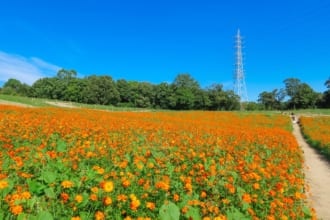 愛知牧場の花畑