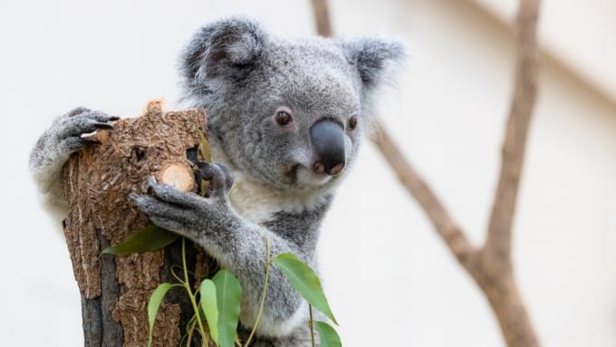 動物園のコアラ