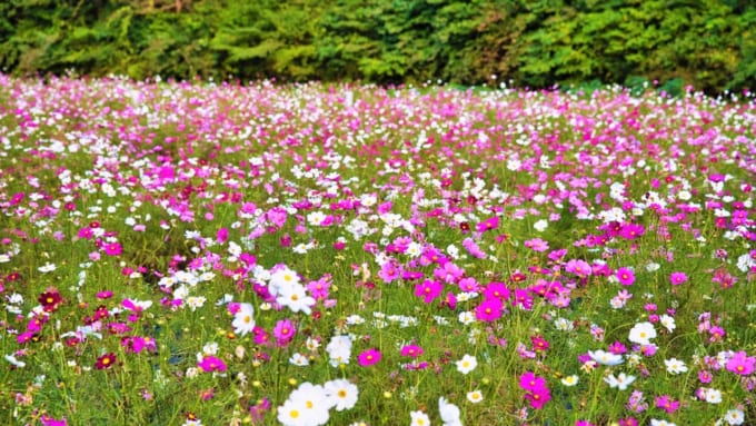 【横浜市】追分市民の森のコスモス
