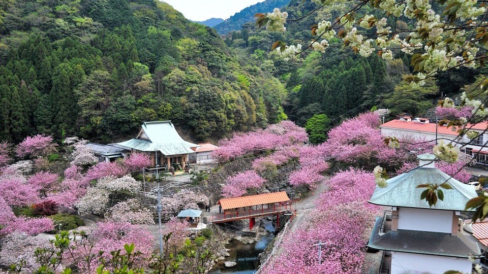 大分でおすすめの桜の名所5選 史跡の風景にマッチした桜を見に行こう