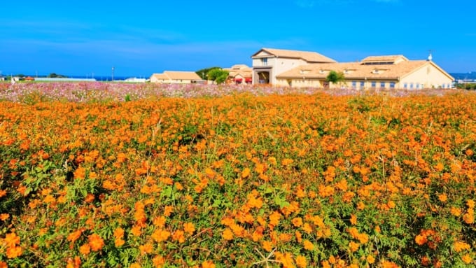 神奈川県横須賀市　長井海の手公園 ソレイユの丘のコスモス