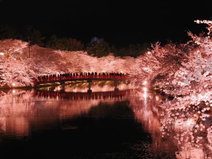 弘前城公園の夜桜（青森県）