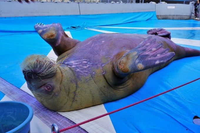 「うみたまご」のセイウチ