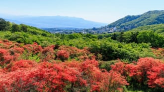 栃木県長峰公園　山つつじ