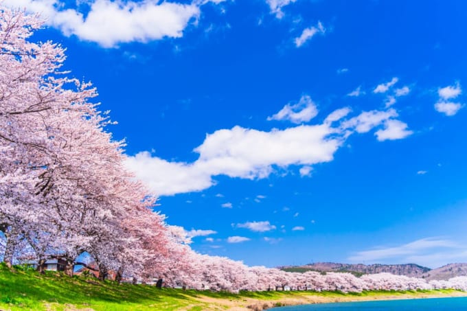 白石川堤一目千本桜（宮城×春）