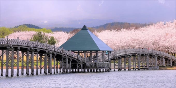 鶴の舞橋　さくらまつり