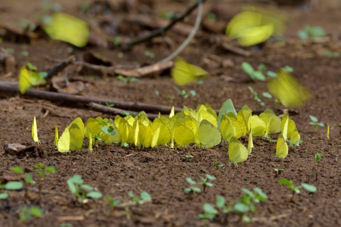 ロベケ国立公園（サンガ川流域の3か国保護地域）