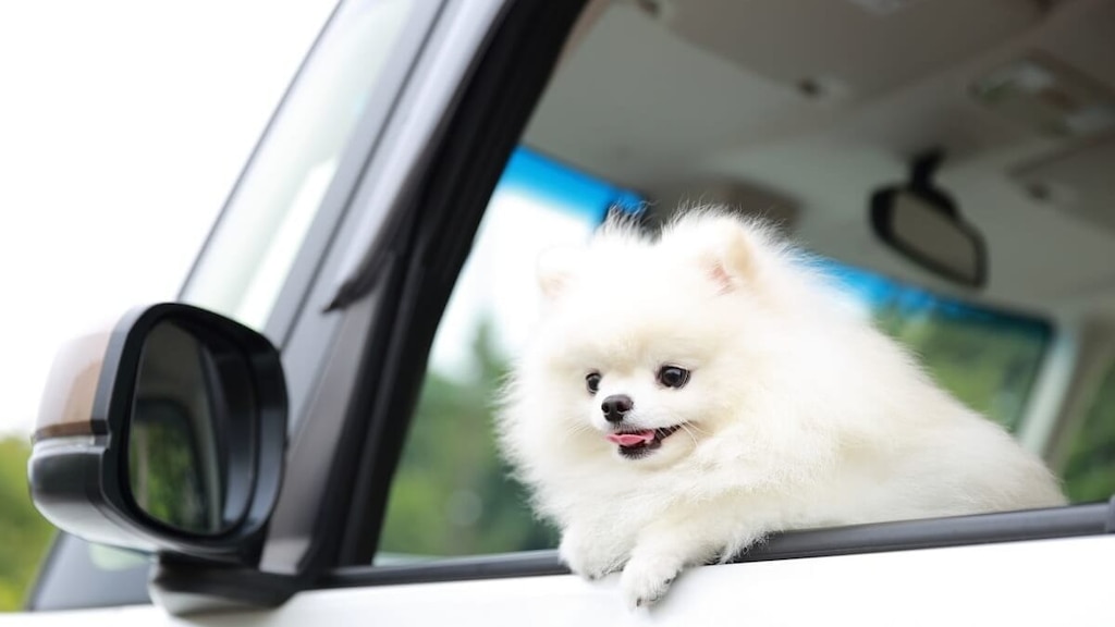 津軽海峡フェリーの旅①《青森～室蘭》愛犬と行くマイカーキャンプ！