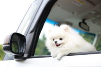 愛犬とドライブ＆フェリー旅行