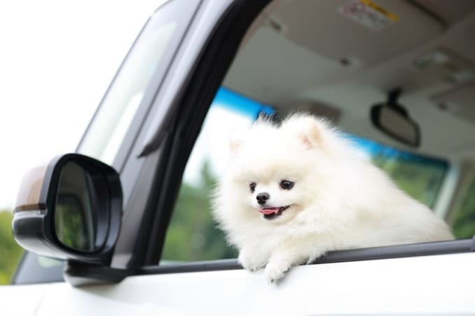 愛犬とドライブ＆フェリー旅行