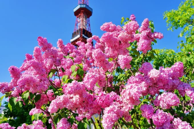 さっぽろライラックまつり