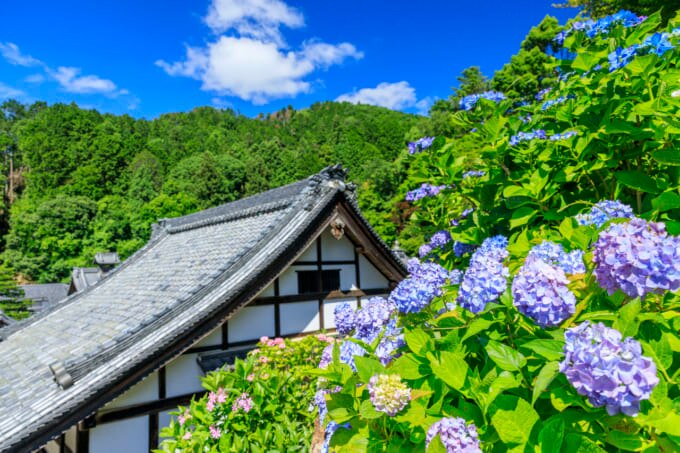京都 紫陽花柳谷観音