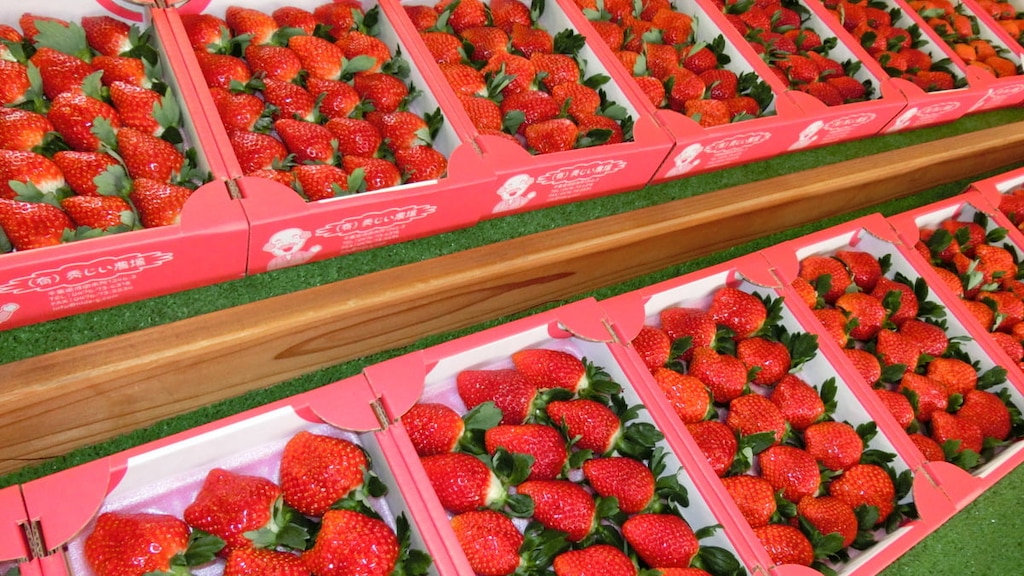 【糖度20！】千葉県の成田で「秀じいのいちご」を収穫しよう