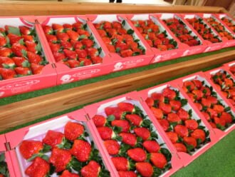 秀じいのいちごを発売！