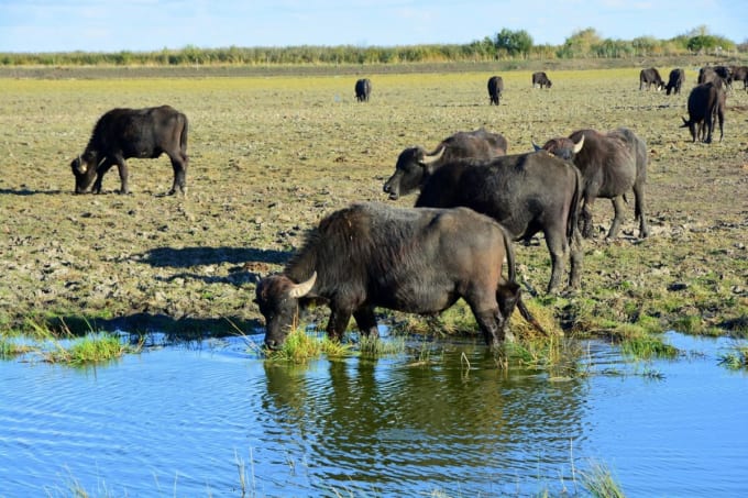 ホルトバージ国立公園（ハンガリー世界遺産）