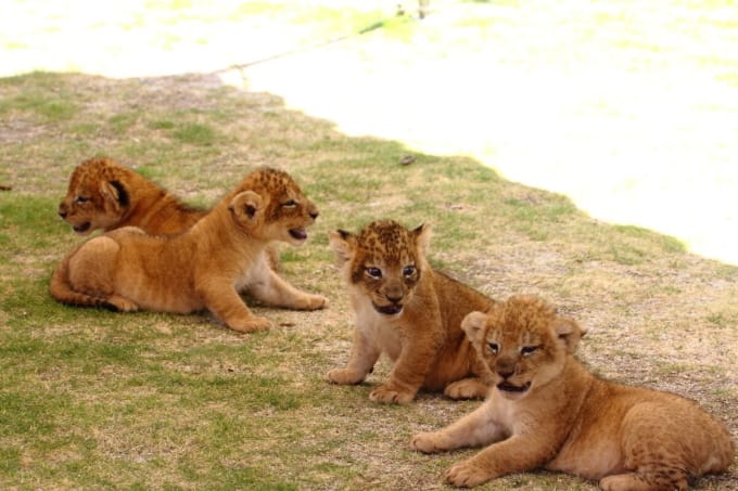 かみね動物園（茨城）