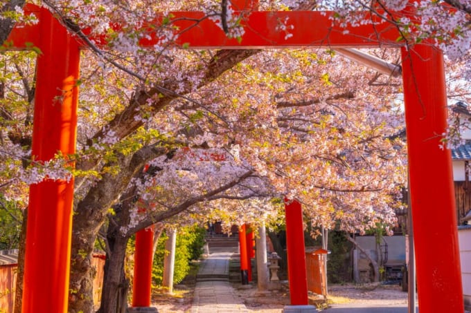【京都の桜】竹中稲荷神社
