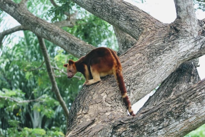 ポートモレスビー自然公園