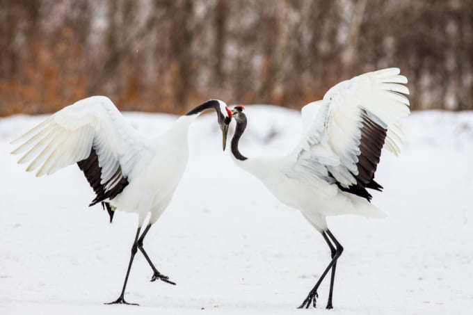 鶴居伊藤サンクチュアリ